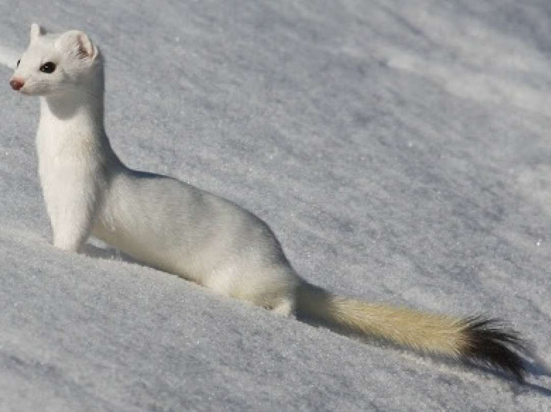 Wildlife & Nature At Island Lake Lodge